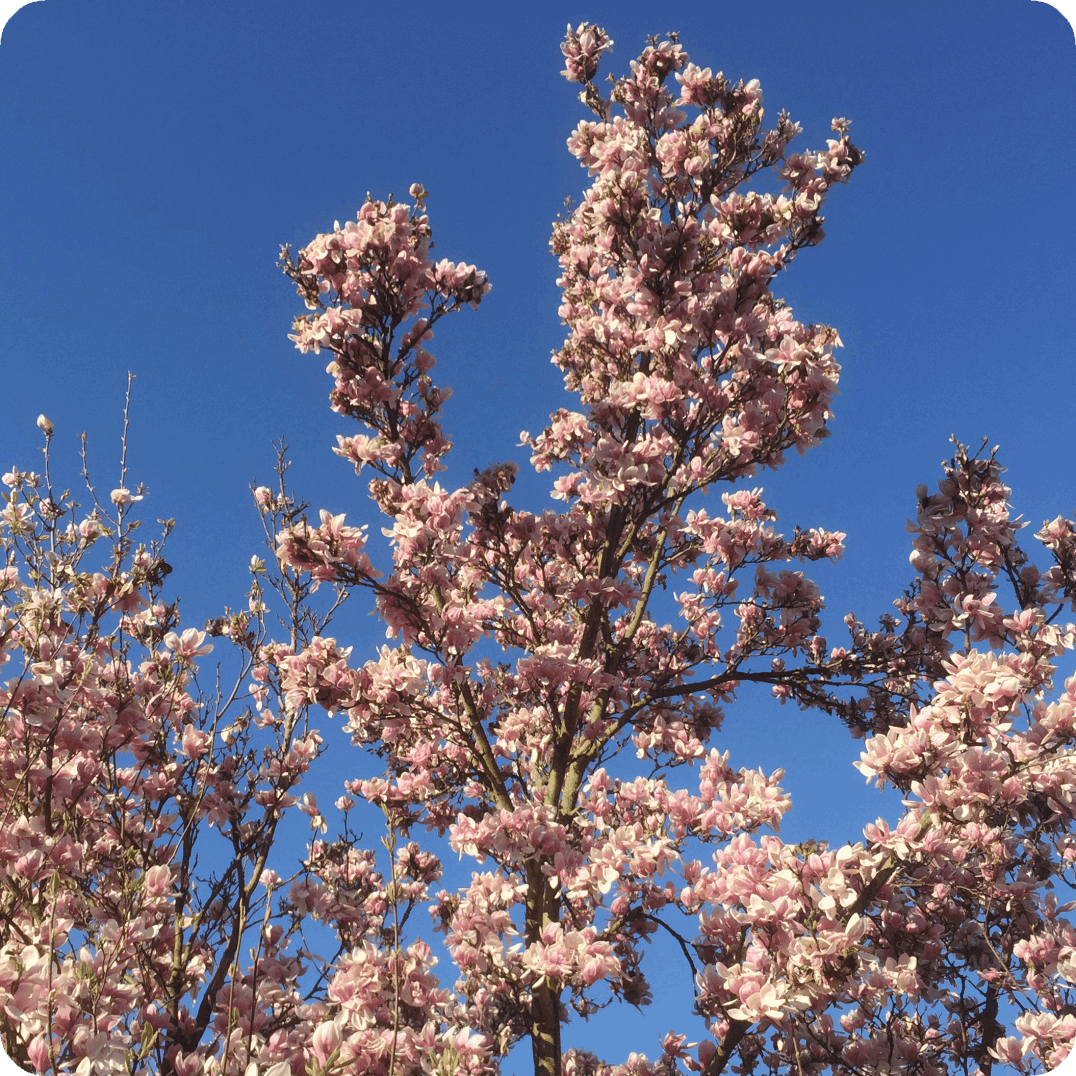Noreia Apotheke Frühling POZZO